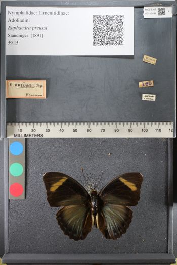 Media type: image;   Entomology 142499